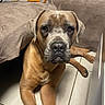 Uno a rejoint le concours — aidez-le/la à gagner de superbes lots ! dog, canine, pet, brown_fur, lying_down, floor, tile_floor, couch, blanket, pillow, indoor, animal, mammal, ears, face, eyes, nose, paw, relaxed, domestic