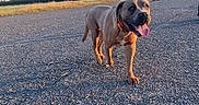 Uno a rejoint le concours — aidez-le/la à gagner de superbes lots ! dog, brown_dog, canine, outdoor, gravel_road, field, grass, trees, blue_sky, sunset, sunlight, collar, pet, walking, tongue_out, animal, nature, person_partial, happy, daytime
