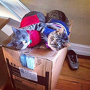 Thomas Finklestein is registered to the contest to win money with this photo: