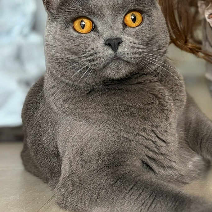 Nala a rejoint le concours — aidez-le/la à gagner de superbes lots ! cat, gray_cat, amber_eyes, pet, animal, feline, indoor, floor, portrait, closeup, relaxed, domestic_cat, fur, whiskers, face, looking_away, blurred_background, person_partial, calm, seated