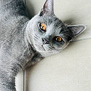 Nala a rejoint le concours — aidez-le/la à gagner de superbes lots ! cat, gray_cat, amber_eyes, pet, animal, feline, relaxed, lounging, indoor, floor, tile, whiskers, ears, fur, closeup, cute, domestic_animal, portrait, laying_down, looking