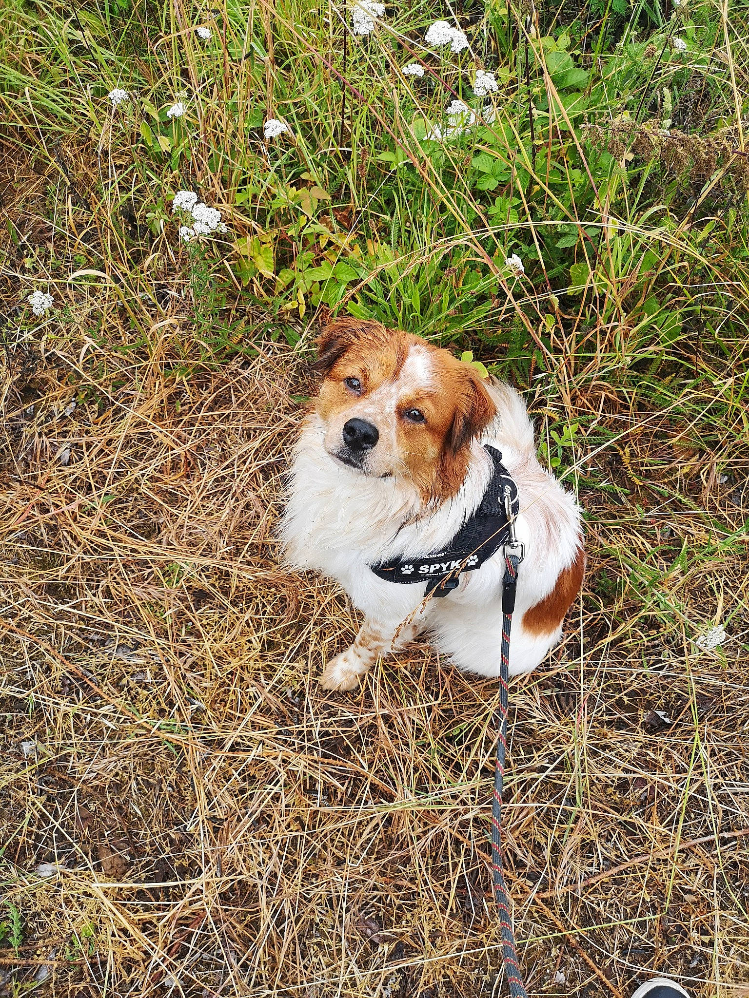 Spyk participe au concours pour gagner de l'argent avec cette photo : canidae, carnivore, companion_dog, dog, dog_breed, fawn, fur, grass, hound, hunting_dog, mammal, plant, snout, soil, sporting_group, tail, terrestrial_animal, tree, vertebrate, whiskers