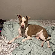 Kira is registered to the contest to win money with this photo: dog, bed, blanket, comforter, leopard_print, brown_and_white, animal, pet, indoor, relaxed, looking_at_camera, fur, ears, nose, paws, lying_down, wall, home, resting, canine