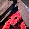Twix participe au concours pour gagner de l'argent avec cette photo : animal, blanket, cat, closeup, cozy, curious, cute, eyes, face, fur, indoor, mysterious, paw, pet, red_light, resting, shadow, soft, texture, whiskers