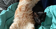 Twix a rejoint le concours — aidez-le/la à gagner de superbes lots ! cat, kitten, ginger_cat, black_cat, blanket, resting, sleeping, cozy, fur, pets, animal, cute, indoor, relaxation, companion, snuggling, comfort, soft, playful, home