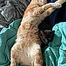 cat, kitten, ginger_cat, black_cat, blanket, resting, sleeping, cozy, fur, pets, animal, cute, indoor, relaxation, companion, snuggling, comfort, soft, playful, home