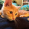 animal_portrait, cat, close_up, cozy, curious, cute, domestic_animal, fabric, feline, furry, indoor, kitten, orange_cat, pet, resting, sleepy, small, soft, whiskers, young_animal