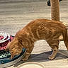 animal, cat, curious, cute, domestic_cat, exploration, feline, floor, fun, head_down, indoor, kitten, orange_tabby, paw, pet, play, scratching_post, tail, toy, whiskers