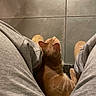 Twix participe au concours pour gagner de l'argent avec cette photo : cat, ginger_cat, person, legs, sweatpants, slippers, floor, tiles, indoor, cozy, pet, animal, orange_cat, resting, looking_up, fur, domestic_cat, quiet, home, companion
