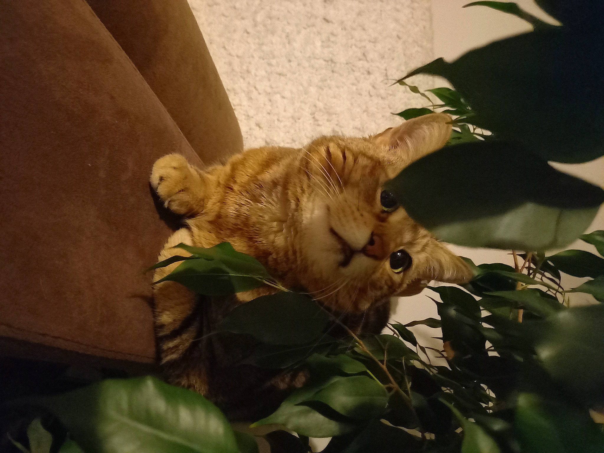 Louna a rejoint le concours — aidez-le/la à gagner de superbes lots ! canidae, carnivore, cat, claw, domestic_short_haired_cat, fawn, felidae, fur, grass, herb, leaf, plant, small_to_medium_sized_cats, tail, terrestrial_animal, tree, trunk, twig, whiskers, wood