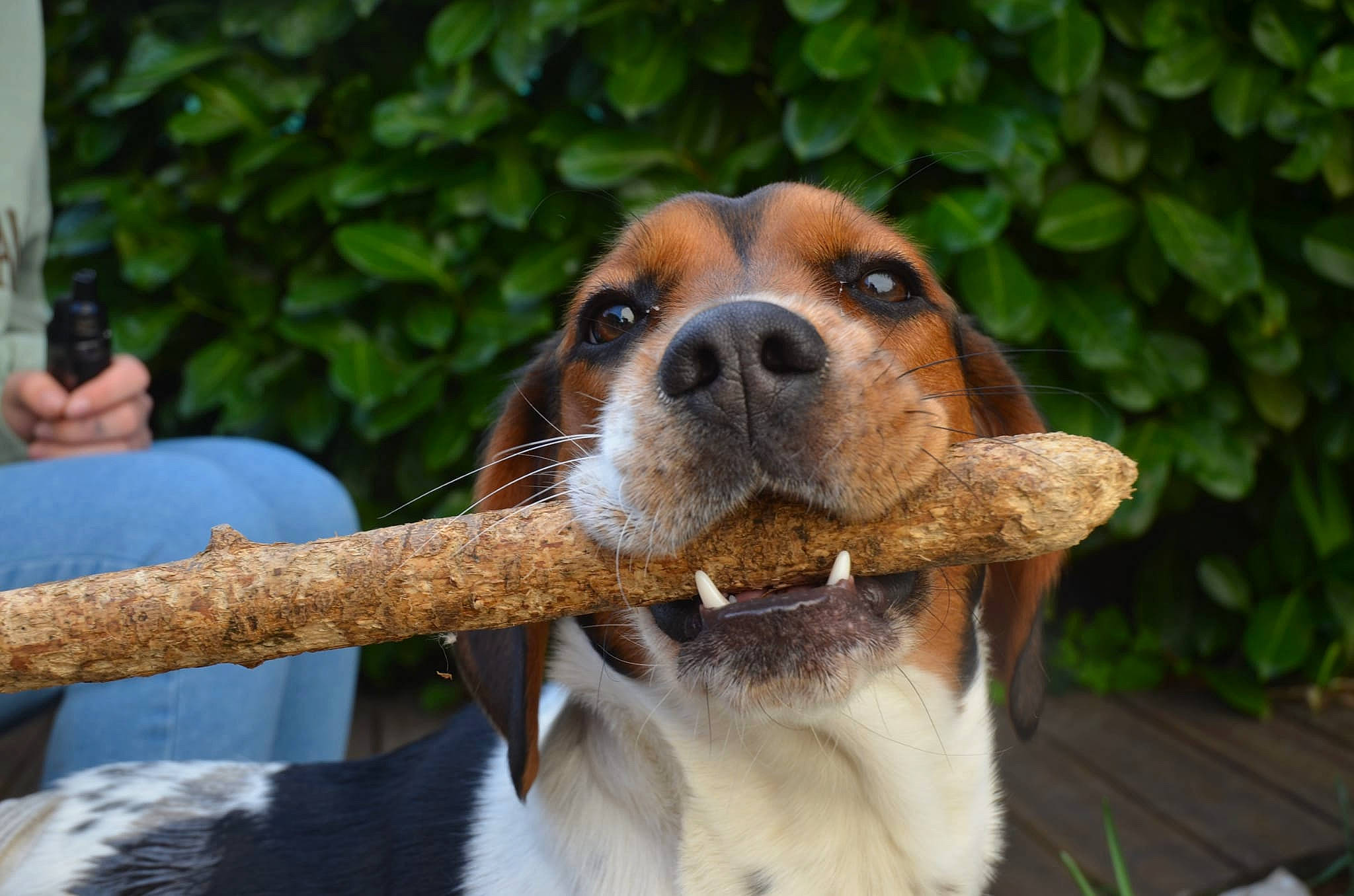 Sidney participe au concours pour gagner de l'argent avec cette photo : beagle, beagle_harrier, canidae, carnivore, chilean_fox_terrier, collar, companion_dog, dog, dog_breed, fawn, fur, hound, plant, puppy, scent_hound, snout, sporting_group, terrestrial_animal, whiskers, working_animal