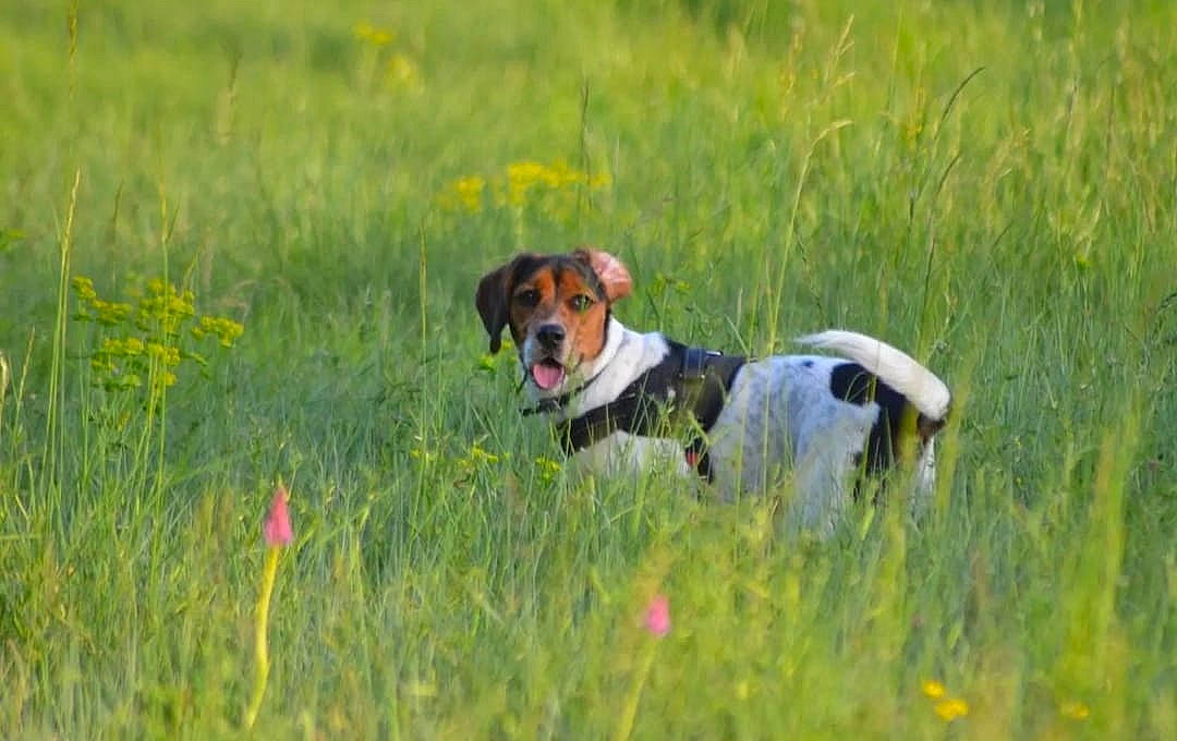 Sidney a rejoint le concours — aidez-le/la à gagner de superbes lots ! carnivore, collar, companion_dog, dog, dog_breed, fawn, field, flower, grass, grassland, mammal, meadow, natural_landscape, pasture, plant, prairie, sporting_group, tail, vertebrate, working_animal
