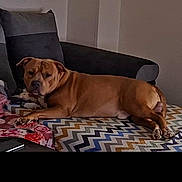Cooper participe au concours pour gagner de l'argent avec cette photo : animal, blanket, brown_dog, canine, comfort, couch, cozy, dog, ears, face, furniture, home, indoor, living_room, lying_down, paw, pet, relaxed, resting, zigzag_pattern
