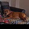 animal, blanket, brown_dog, canine, comfort, couch, cozy, dog, ears, face, furniture, home, indoor, living_room, lying_down, paw, pet, relaxed, resting, zigzag_pattern