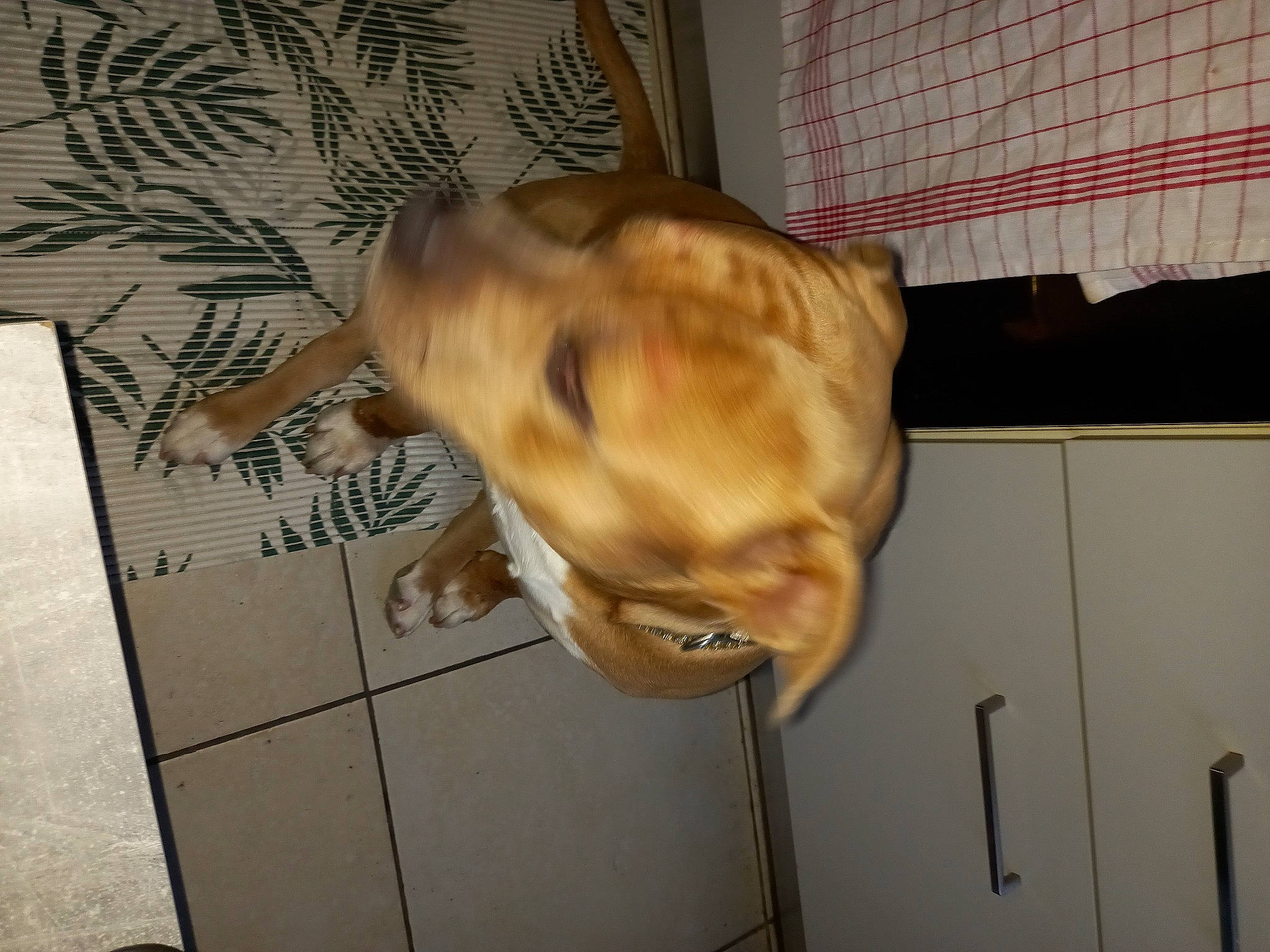 Cooper a rejoint le concours — aidez-le/la à gagner de superbes lots ! canidae, carnivore, collar, companion_dog, dog, dog_breed, ear, fawn, felidae, fur, guard_dog, jaw, liver, mammal, pet_supply, snout, sporting_group, tail, whiskers, working_animal