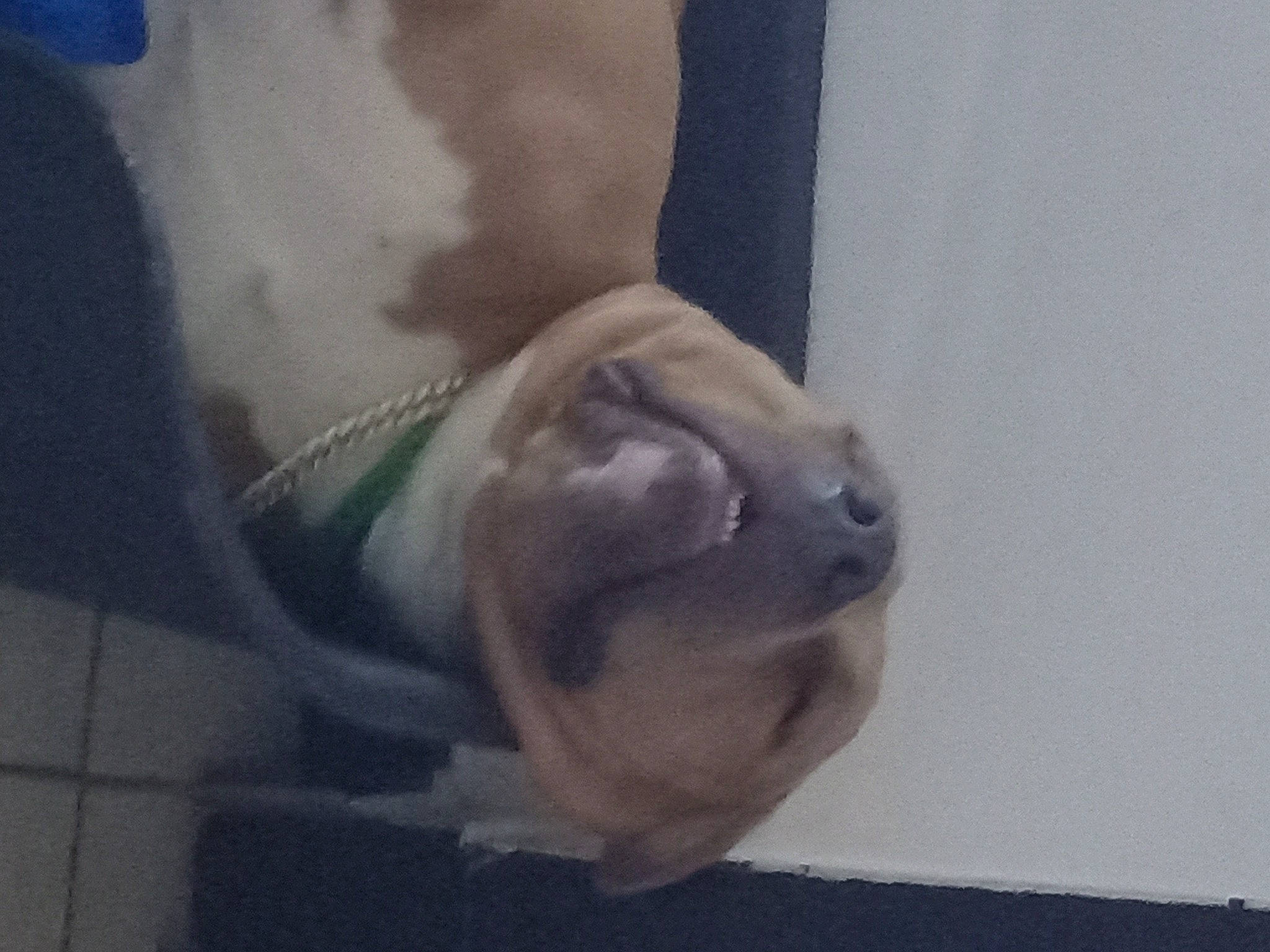 Cooper a rejoint le concours — aidez-le/la à gagner de superbes lots ! art, canidae, carnivore, chest, cloud, companion_dog, dog, dog_breed, fawn, felidae, fish, foot, human_leg, jaw, sculpture, snout, sporting_group, tail, visual_arts, whiskers