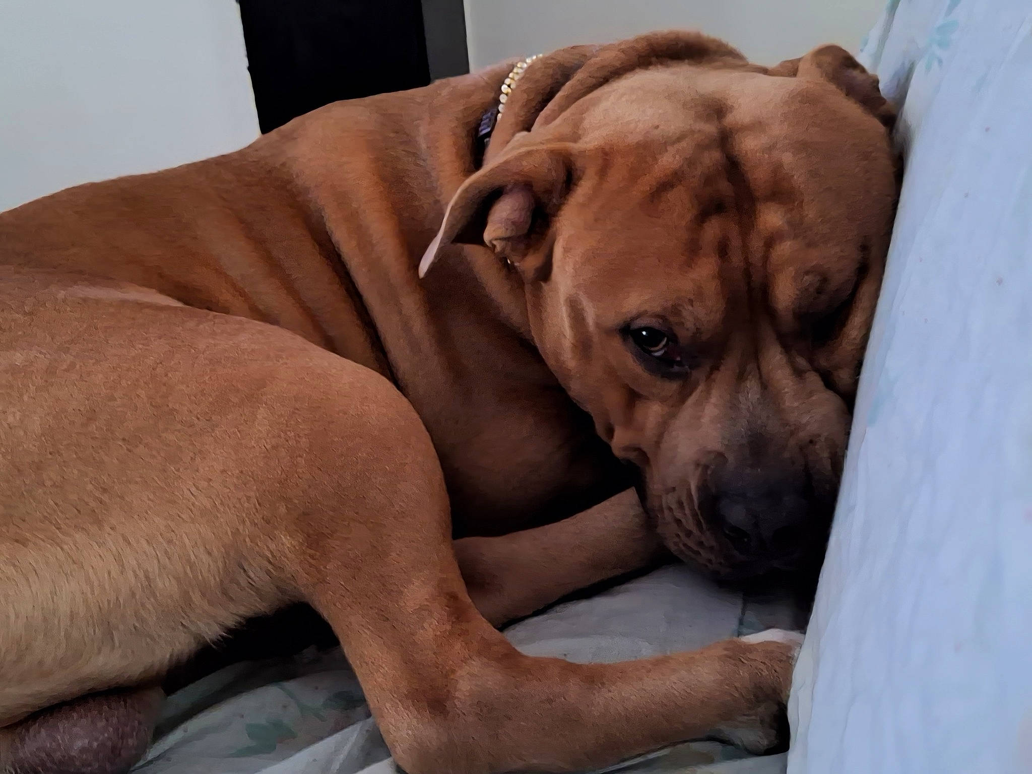 Cooper a rejoint le concours — aidez-le/la à gagner de superbes lots ! carnivore, comfort, companion_dog, dog, dog_breed, dog_supply, ear, fawn, fur, guard_dog, liver, molosser, paw, pet_supply, snout, sporting_group, terrestrial_animal, whiskers, working_animal, wrinkle