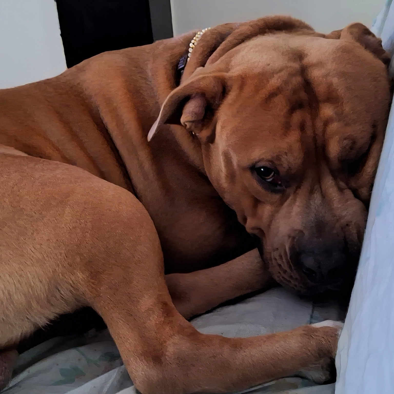 Cooper