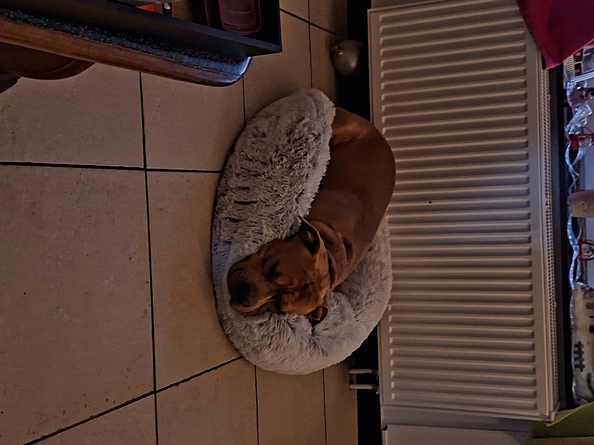 Cooper participe au concours pour gagner de l'argent avec cette photo : auto_part, automotive_exterior, automotive_lighting, automotive_tire, automotive_wheel_system, carnivore, circle, door, door_handle, fawn, fender, flooring, hardwood, machine, metal, room, sporting_group, tail, vehicle_door, wood