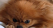 Victoria a rejoint le concours — aidez-le/la à gagner de superbes lots ! animal, bed, blanket, companion, cozy, cute, dog, domestic, fluffy, fur, indoor, lying_down, orange, pet, pillow, pomeranian, relaxed, resting, sleepy, small_dog