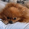 dog, pomeranian, fluffy, orange, pet, lying_down, resting, bed, pillow, blanket, indoor, cozy, cute, animal, fur, small_dog, relaxed, sleepy, companion, domestic