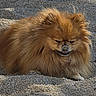 dog, pomeranian, sand, beach, fluffy, pet, animal, outdoor, sunlight, closeup, resting, cute, canine, small_dog, nature, fur, nose, relaxed, summer, quiet