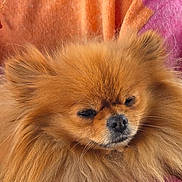Victoria participe au concours pour gagner de l'argent avec cette photo : adorable, animal, closeup, companion, cozy, cute, dog, ears, face, fluffy, fur, indoors, muzzle, orange_background, pet, pink_background, pomeranian, portrait, resting, small_dog