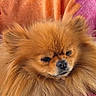 dog, pomeranian, fluffy, pet, animal, fur, cute, small_dog, portrait, indoors, cozy, resting, pink_background, orange_background, closeup, face, muzzle, ears, adorable, companion