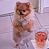 dog, pomeranian, small_dog, fluffy, fur, pet, indoor, curious, standing, glass_table, glass, drink, napkin, tile_floor, brown_fur, cute, animal, companion, domestic, canine