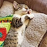Luna is registered to the contest to win money with this photo: cat, kitten, sleeping, tabby, pet_bed, blanket, crochet, colorful, furry, indoor, cozy, soft, paw, resting, cute, animal, domestic, fur, relaxing, toy_bricks