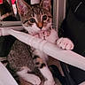 Luna joined the competition — help win amazing prizes! kitten, cat, pet, indoor, carpet, chair, white_furniture, curious, pink_collar, paw, young_animal, cute, feline, domestic_cat, animal, whiskers, playful, small, household, cozy