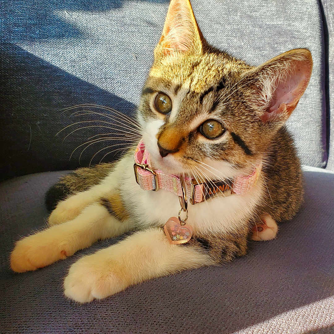 Luna is registered to the contest to win money with this photo: cat, kitten, pet, collar, pink_collar, heart_tag, feline, animal, cute, curious, whiskers, ears, paws, indoor, sunlight, shadow, chair, gray_chair, resting, young_cat