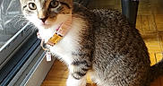 Luna is registered to the contest to win money with this photo: kitten, cat, tabby, indoor, floor, wooden_floor, sunlight, collar, pet, animal, domestic_cat, curious, young_cat, fur, whiskers, sitting, window, glass_door, furniture, purple_chair