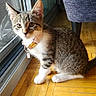 kitten, cat, tabby, indoor, floor, wooden_floor, sunlight, collar, pet, animal, domestic_cat, curious, young_cat, fur, whiskers, sitting, window, glass_door, furniture, purple_chair