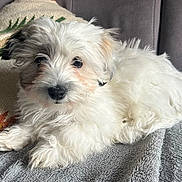 Aldo a rejoint le concours — aidez-le/la à gagner de superbes lots ! puppy, dog, fluffy, white, cute, pet, indoor, blanket, couch, pillow, comfortable, laying_down, small_dog, fur, animal, domestic_animal, face, nose, ears, relaxing