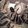 cat, tabby, sleeping, tongue_out, fur, paw, closeup, resting, cozy, indoor, cute, animal, pet, whiskers, relaxation, cuddly, soft, nap, feline, domestic_cat