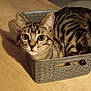 cat, tabby, basket, wooden_floor, indoor, pet, animal, curious, feline, small_space, container, ears, whiskers, eyes, striped, domestic, cute, looking, resting, cozy