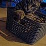 cat, tabby_cat, basket, indoor, table, window, furniture, pet, animal, relaxing, curious, domestic, wooden_surface, home, paw, face, ears, striped, natural_light, cozy
