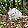 white_cat, heterochromia, blue_eye, yellow_eye, forest_floor, dry_leaves, green_plants, trees, nature, animal, pet, wildlife, outdoor, alert, crouching, fur, whiskers, close_up, daylight, natural_light