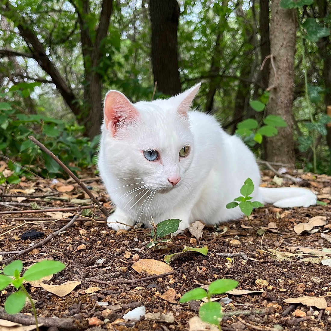 Nova joined the competition — help win amazing prizes! alert, animal, blue_eye, close_up, crouching, daylight, dry_leaves, forest_floor, fur, green_plants, heterochromia, natural_light, nature, outdoor, pet, trees, whiskers, white_cat, wildlife, yellow_eye