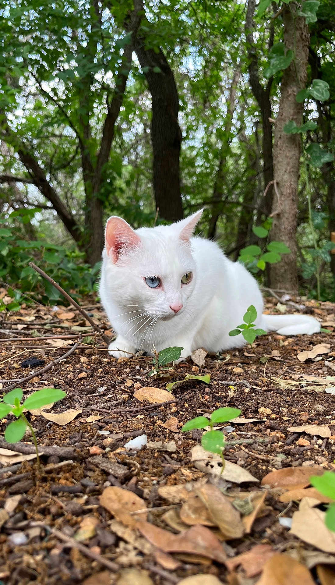 Nova joined the competition — help win amazing prizes! white_cat, heterochromia, blue_eye, yellow_eye, forest_floor, dry_leaves, green_plants, trees, nature, animal, pet, wildlife, outdoor, alert, crouching, fur, whiskers, close_up, daylight, natural_light