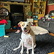 Peanut joined the competition — help win amazing prizes! dog, living_room, rug, toys, blanket, sofa, furniture, wooden_floor, clock, cushion, shelf, decor, pet, collar, smiling, indoor, home, happy, floor, television