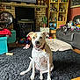 dog, living_room, rug, toys, blanket, sofa, furniture, wooden_floor, clock, cushion, shelf, decor, pet, collar, smiling, indoor, home, happy, floor, television
