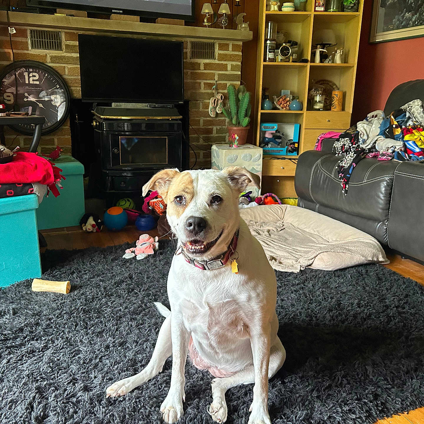Peanut joined the competition — help win amazing prizes! blanket, clock, collar, cushion, decor, dog, floor, furniture, happy, home, indoor, living_room, pet, rug, shelf, smiling, sofa, television, toys, wooden_floor