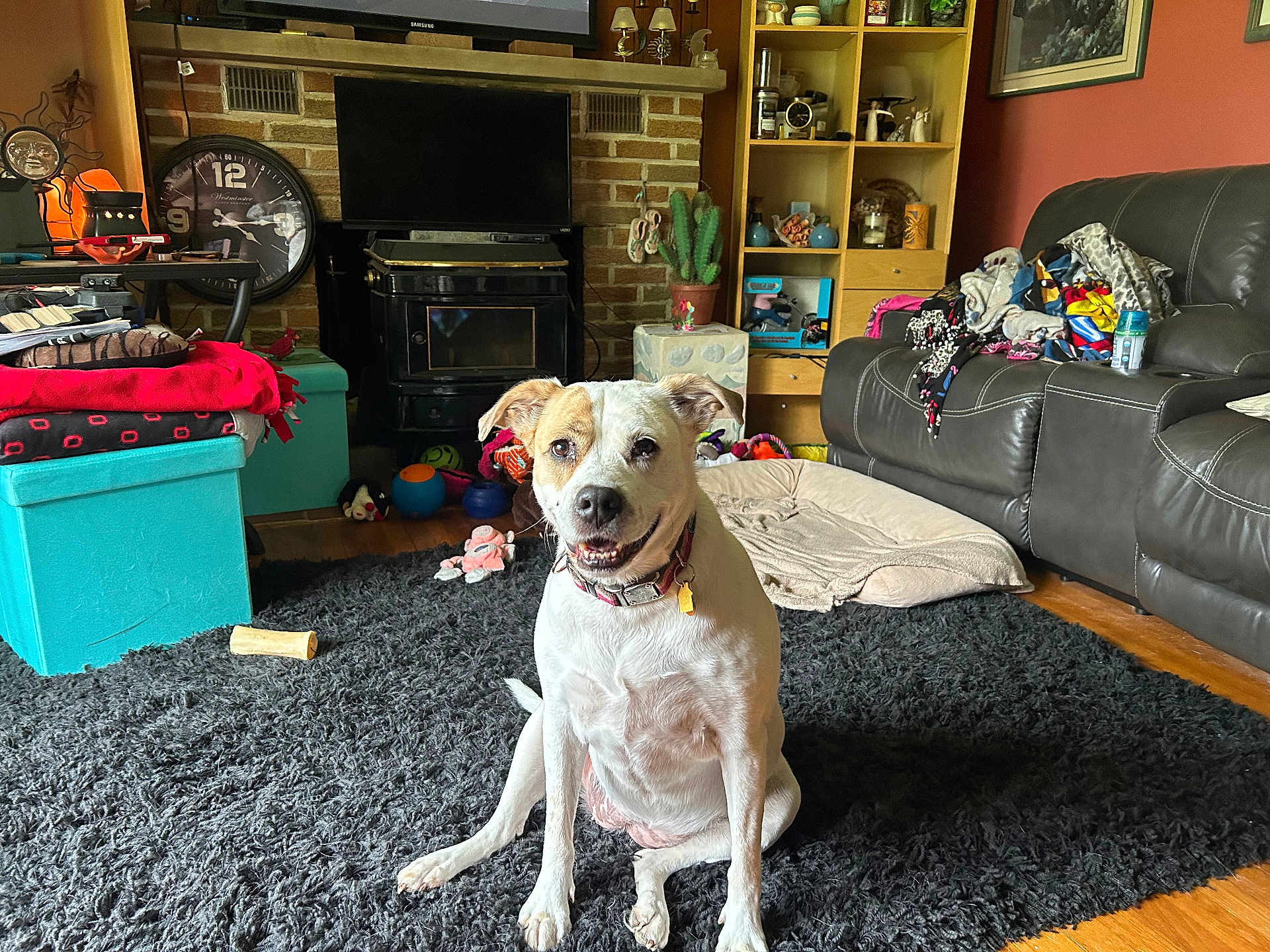 Peanut joined the competition — help win amazing prizes! dog, living_room, rug, toys, blanket, sofa, furniture, wooden_floor, clock, cushion, shelf, decor, pet, collar, smiling, indoor, home, happy, floor, television