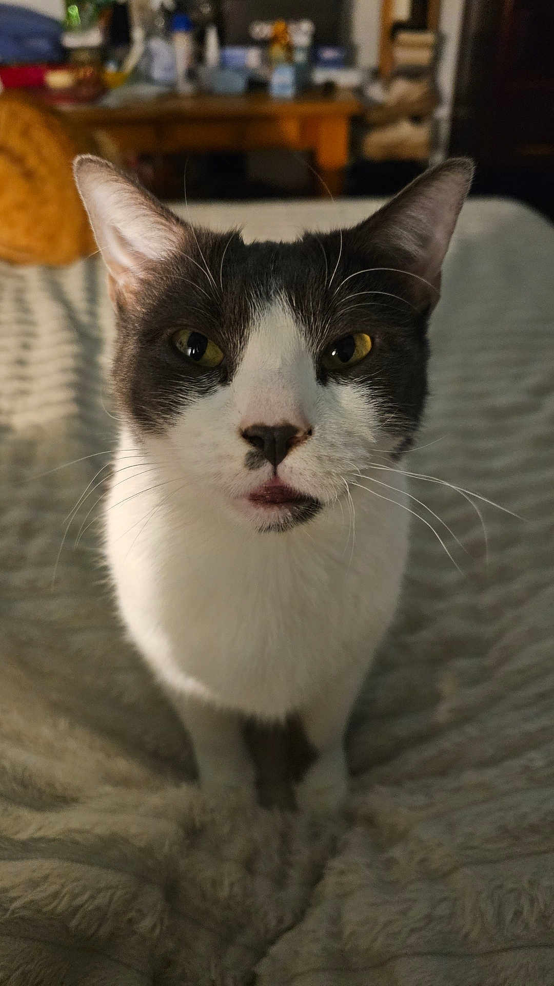 Simba