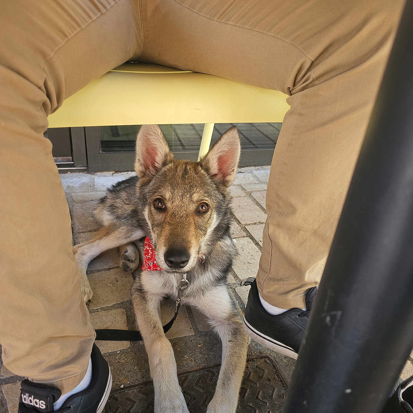 White participe au concours pour gagner de l'argent avec cette photo : dog, bandana, person, legs, pants, sneakers, adidas, outdoor, patio, stone_tiles, yellow_chair, leash, black_shoes, white_socks, curious, attentive, resting, canine, casual, seated