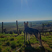 White a rejoint le concours — aidez-le/la à gagner de superbes lots ! dog, outdoor, sunshine, sky, grass, leash, landscape, field, nature, daytime, sun, shadow, vineyard, rural, pet, animal, blue_sky, scenic, standing, view