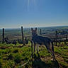 dog, outdoor, sunshine, sky, grass, leash, landscape, field, nature, daytime, sun, shadow, vineyard, rural, pet, animal, blue_sky, scenic, standing, view
