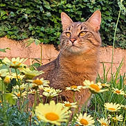 Orphée participe au concours pour gagner de l'argent avec cette photo : animal, calm, cat, closeup, daisy, feline, flower, garden, grass, greenery, mammal, nature, outdoor, pet, plant, portrait, serene, sunlight, tabby_cat, yellow_flower